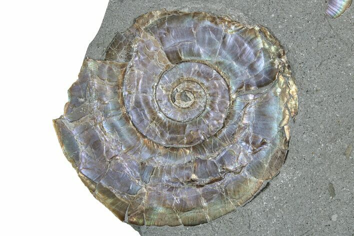 Iridescent Ammonite (Psiloceras) Fossil - England #350953